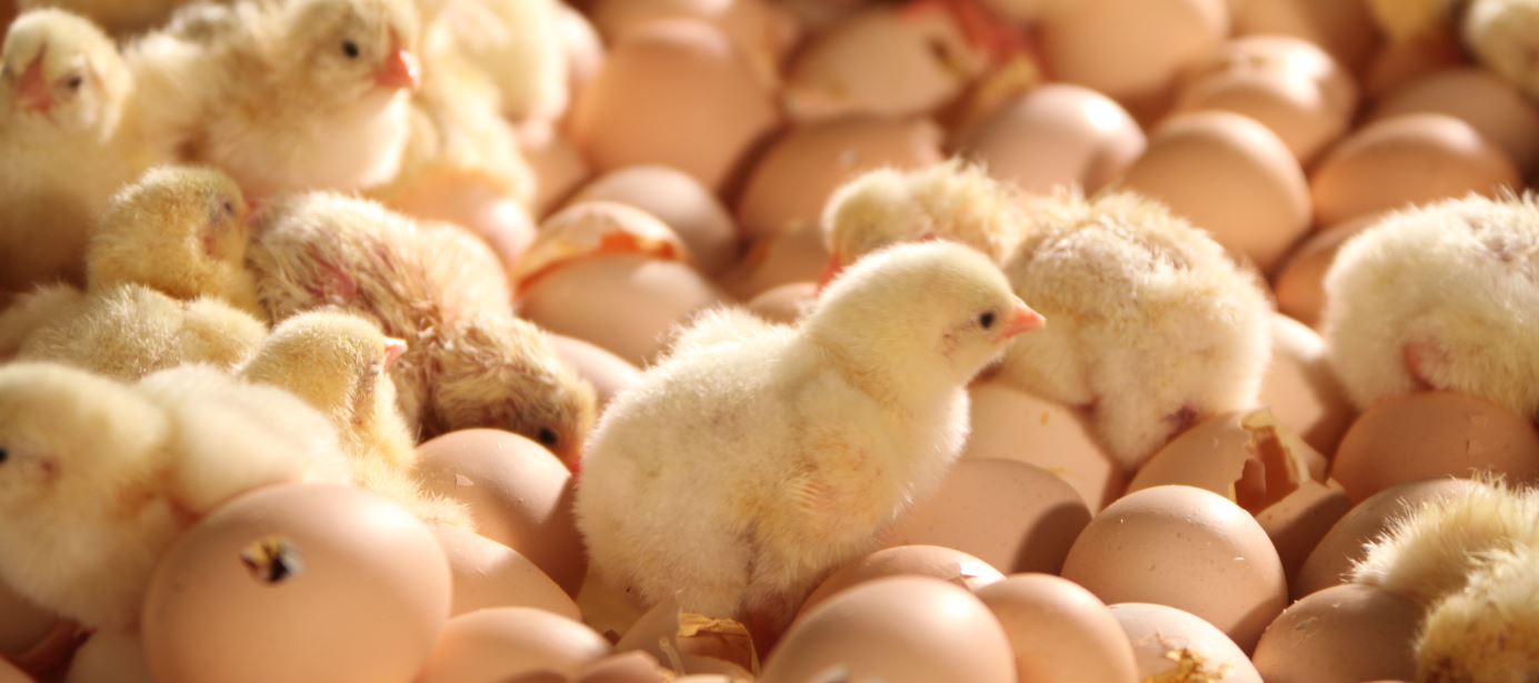 種雞飼養(yǎng)-1.JPG (85 KB)