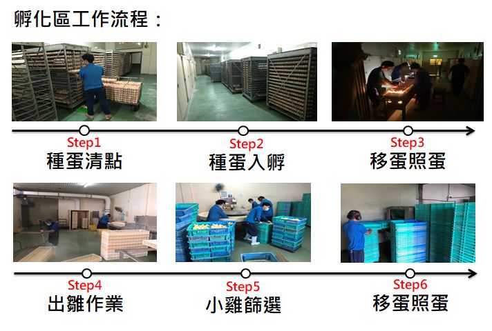 種雞-孵化作業(yè).JPG (72 KB)